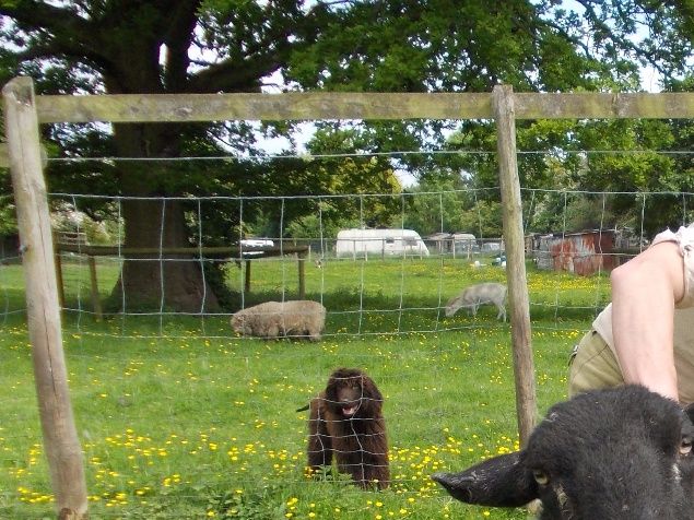 Sue's new cordless sheers are fab.  You'll notice she doesn't have to roll our sheep over to disable them as is the normal method.  This is because they trust her whilst she's sheering them - something that's unheard of at working farms!        