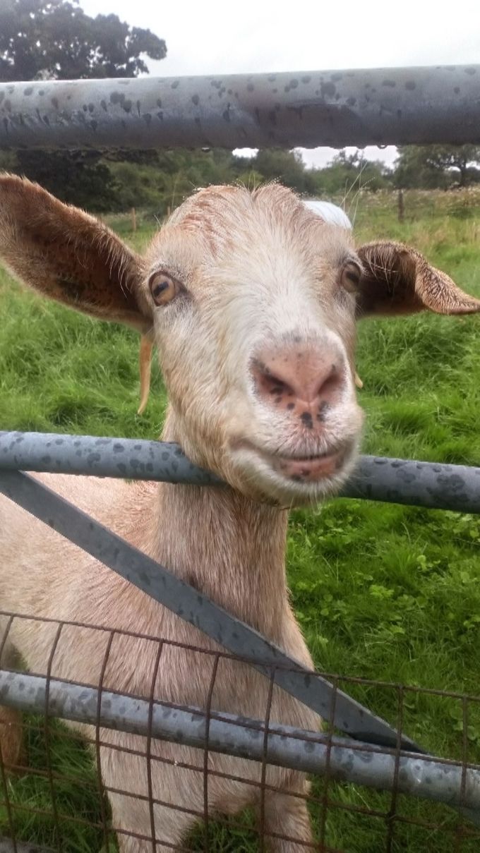 Doris.  Another of the latest arrivals in August. Cheeky girl indeed and the first to come to us for fuss once they'd settled in a bit.
